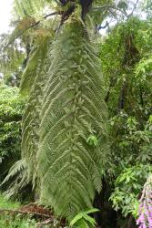 Cyathea medullaris. Large, obovate frond on mature plant.
 Image: L.R. Perrie © Te Papa 2013 CC BY-NC 3.0 NZ